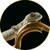  Spiny Tailed Gecko