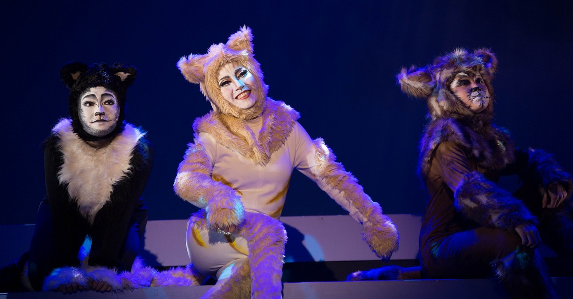 cat_005